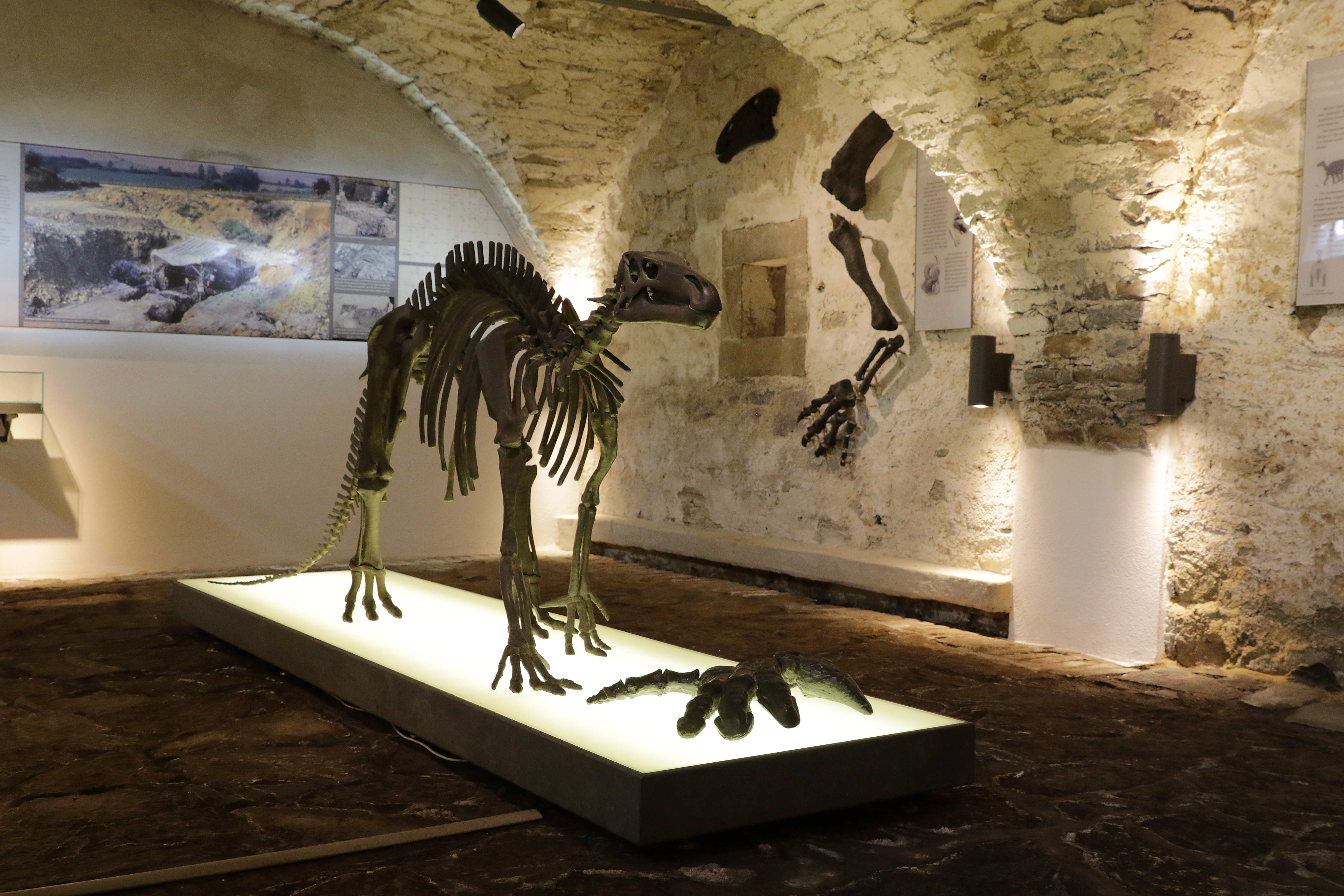 Prehistorische reptielen in het Haus Hövener Museum in Brilon
