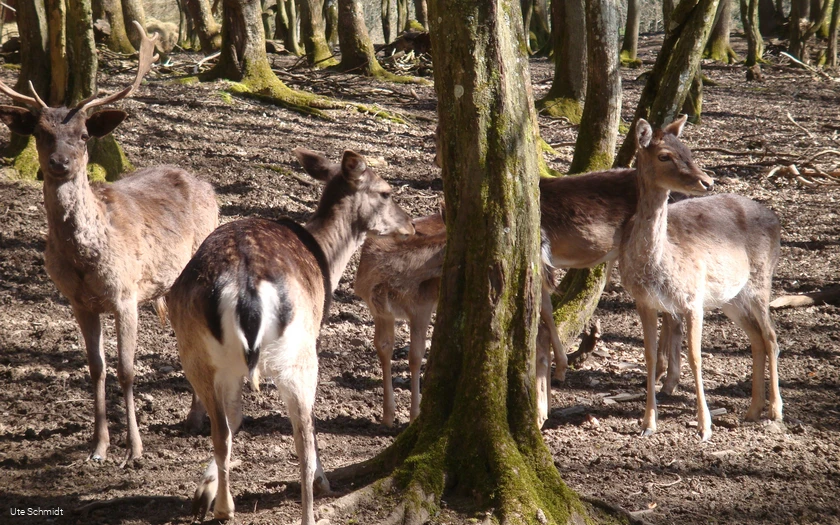 Wildgehege Dodenau