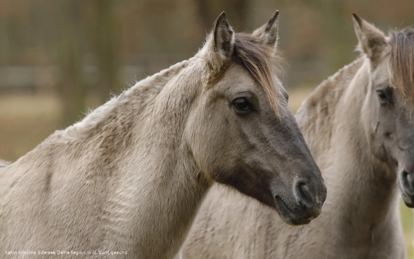 WildtierPark Edersee