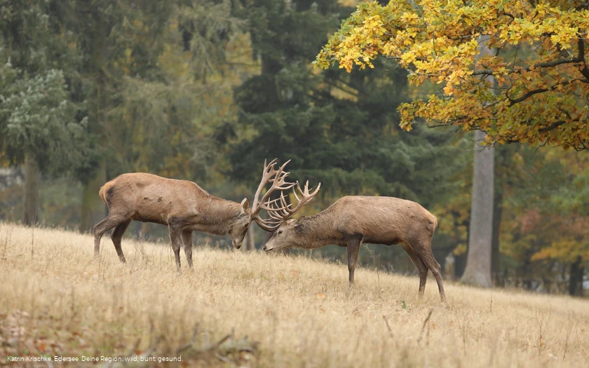 WildtierPark