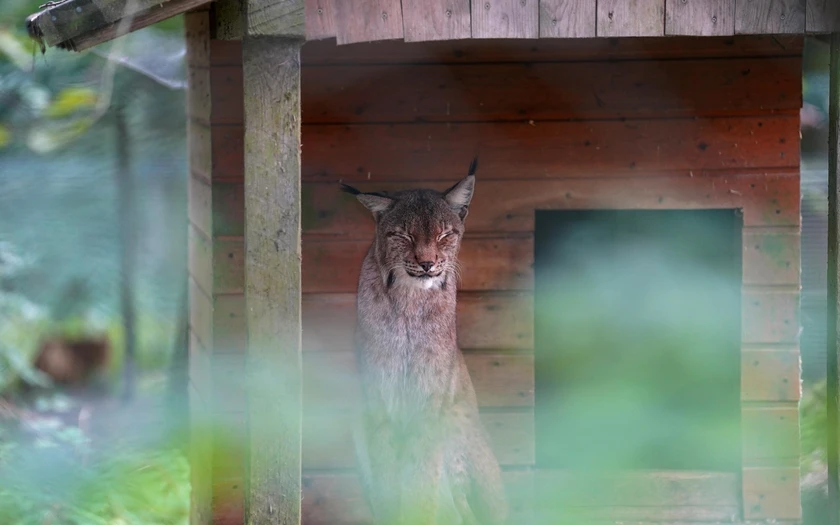 Luchs im WildtierPark