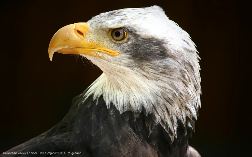 Ein Seeadler der Greifenwarte des WildtierParks Edersee
