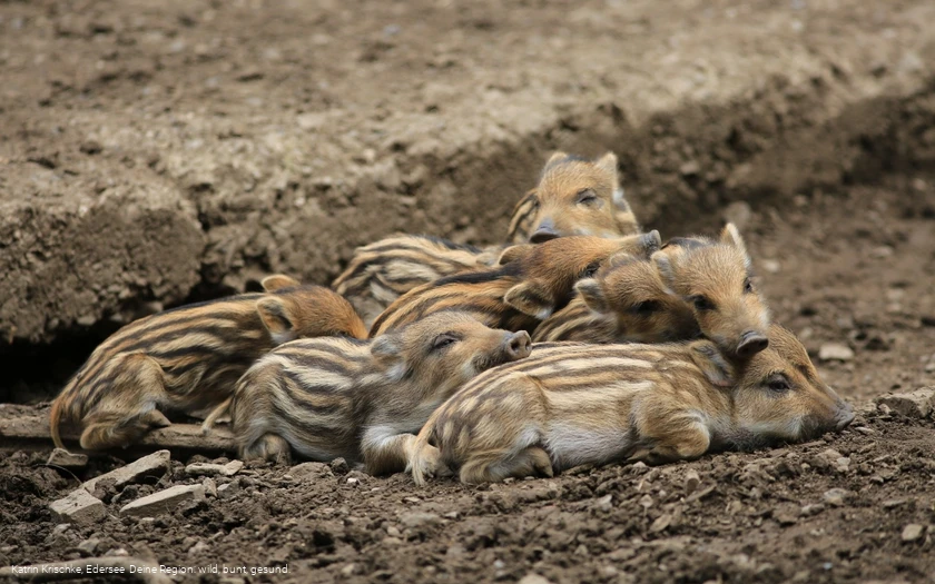 WildtierPark Edersee