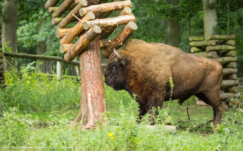 WildtierPark Edersee