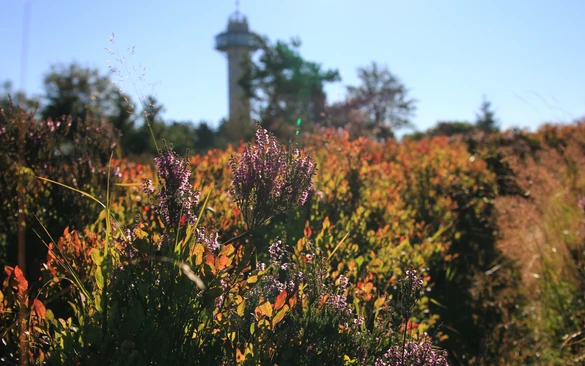 NP Diemelsee_Hochheideblüte.JPG