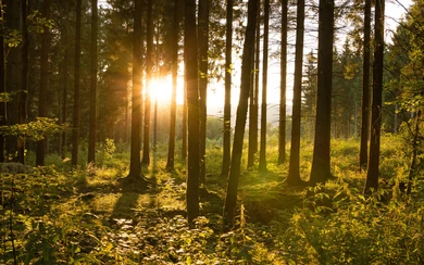 20160719_Backlight in het sparrenbos_(c)_Kerstin Berens (1).jpg