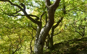 NP Diemelsee_Hutewald.JPG