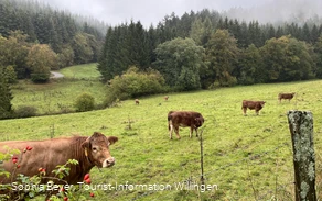 Kühe auf einer Weide am Wanderweg