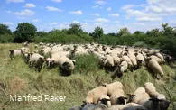Schafe in der Westerschledde