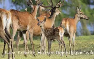 WildtierPark Edersee
