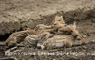 WildtierPark Edersee