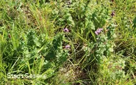 Blick auf blühende Blumen