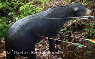 3D Figur Bär