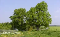 Thingslinde (links) und Kaiser-Wilhelm-Linde