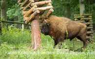 WildtierPark Edersee
