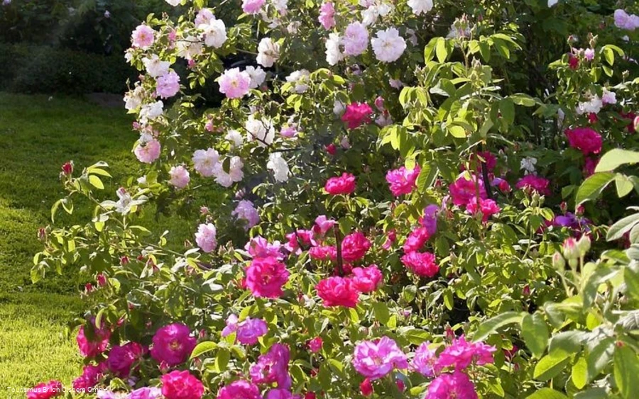 Rosendorf Rosendorf