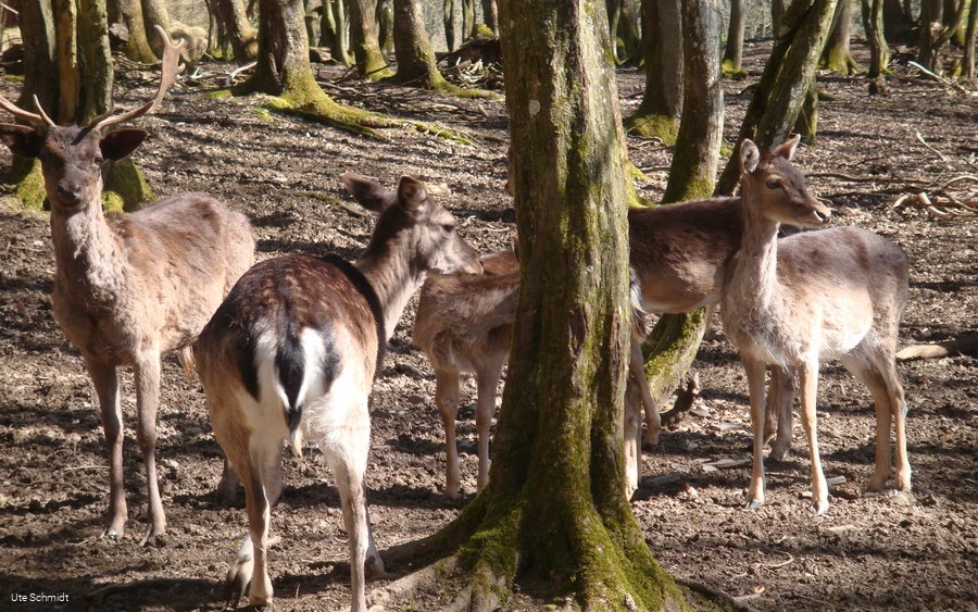 Wildgehege Dodenau