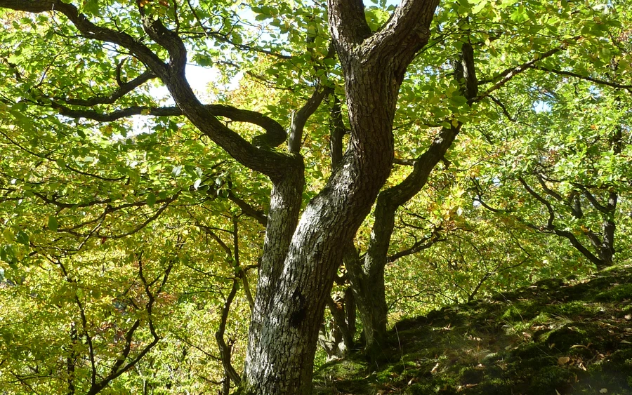 NP Diemelsee_Hutewald.JPG