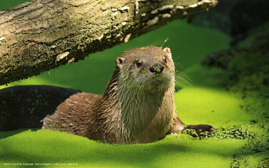 WildtierPark Edersee