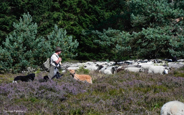 Ein Schäfer mit seiner Schafherde und seinen Hunden auf der Niedersfelder Heide.
