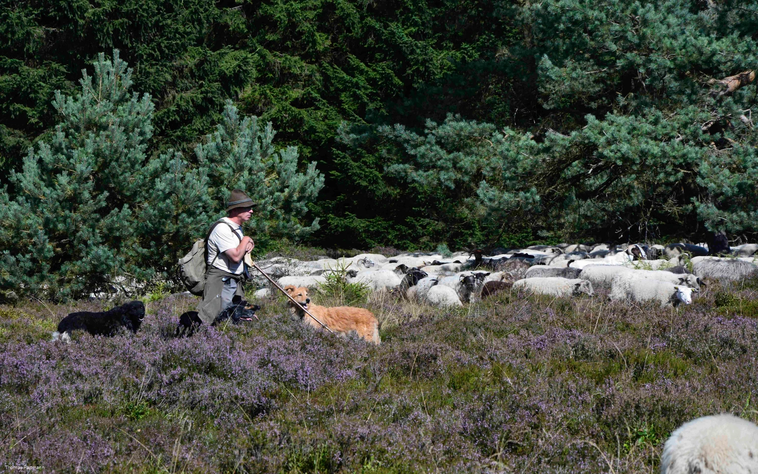 Ein Schäfer mit seiner Schafherde und seinen Hunden auf der Niedersfelder Heide.