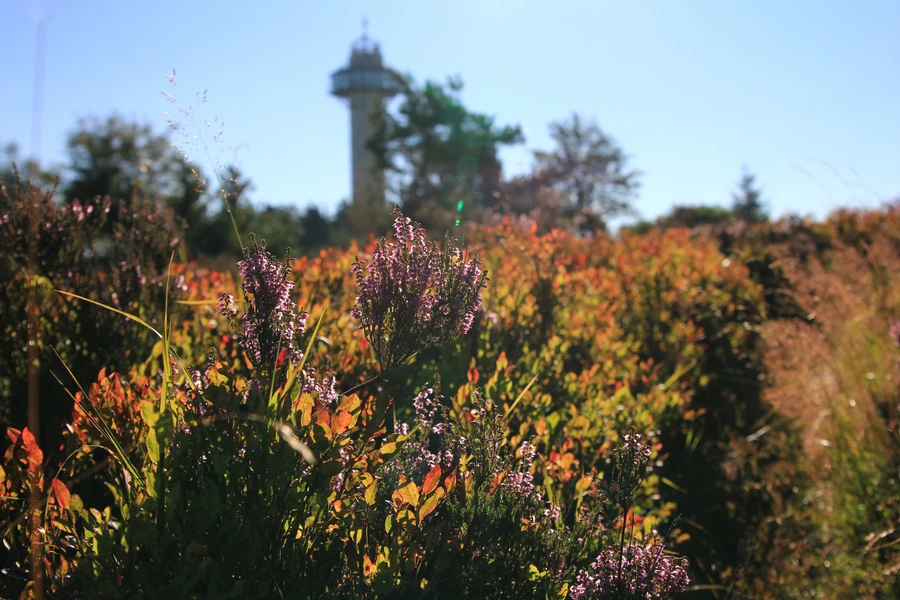 NP Diemelsee_Hochheideblüte.JPG
