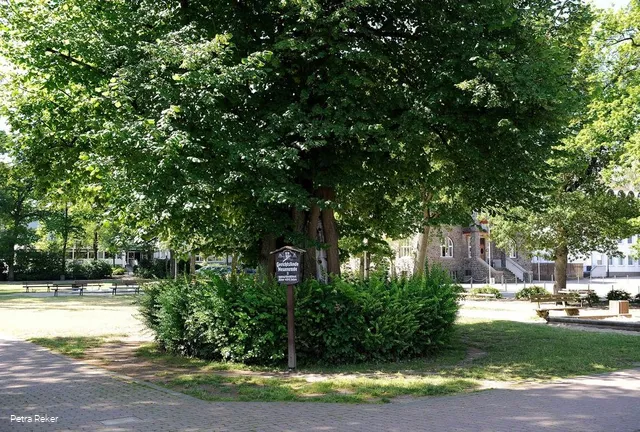 Gerichtslinde
