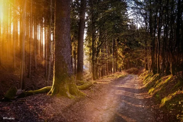 Wald-wandern.jpg