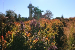 NP Diemelsee_Hochheideblüte.JPG