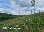 Waldversuchsfläche an der Route der Nachhaltigkeit (c) Naturparkt Diemelsee.jpg