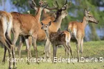 WildtierPark Edersee