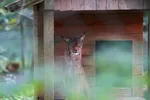 Luchs im WildtierPark