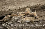 WildtierPark Edersee