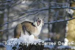Luchs im WildtierPark