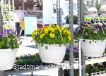 Blumenampeln