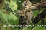 WildtierPark Edersee