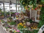 Blumen Lindner (1).jpg