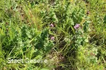 Blick auf blühende Blumen