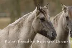 WildtierPark Edersee