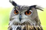 Ein Eule der Greifenwarte des WildtierParks Edersee
