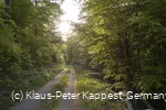 Waldweg im Upland