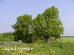 Thingslinde (links) und Kaiser-Wilhelm-Linde