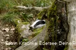 WildtierPark Edersee