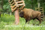 WildtierPark Edersee