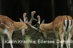 WildtierPark Edersee