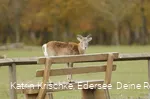 WildtierPark Edersee