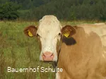 Kuh des Hofes
