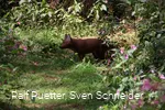 3D Figur Fuchs