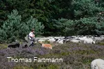 A shepherd with his flock of sheep and his dogs on the Niedersfeld Heid.