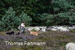 Ein Schäfer mit seiner Schafherde und seinen Hunden auf der Niedersfelder Heide.
